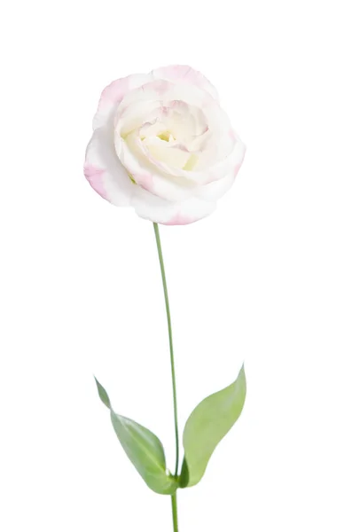 Single bud of pink rose isolated on white background(eustoma) — Stock Photo, Image