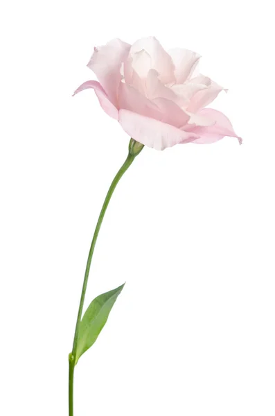 하얀 배경에 고립되어 있는 아름다운 우 초아 꽃 — 스톡 사진