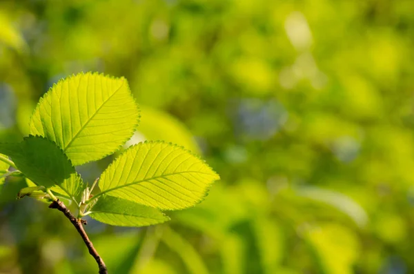 Zelené listy na stromě — Stock fotografie