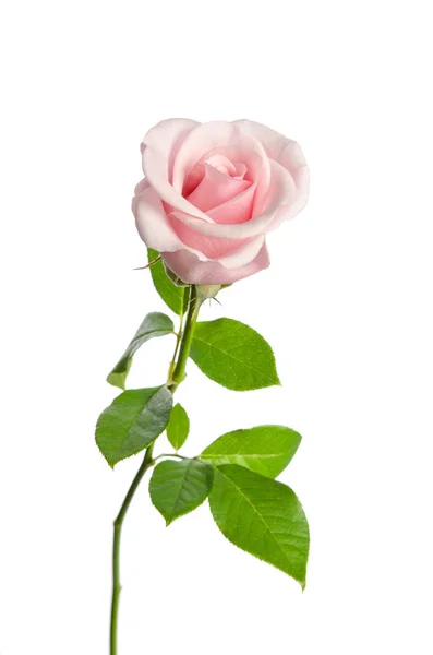 Mooie enkele roze roos geïsoleerd op witte achtergrond — Stockfoto