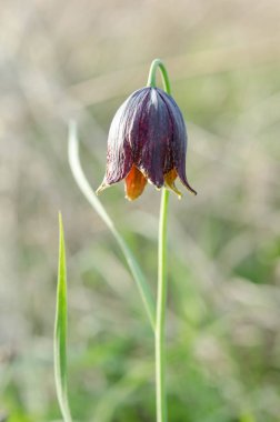 Menekşe Lale doğa arka plan üzerinde. Bahar