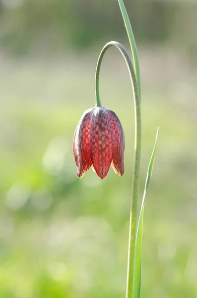 Rode tulp op natuur achtergrond. Lente — Stockfoto