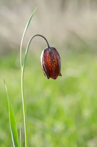 Tulipano nero su sfondo naturale. Primavera — Foto Stock