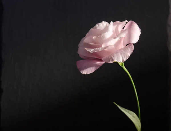 Szép egy eustoma virág (Rózsa), a sötét háttér — Stock Fotó