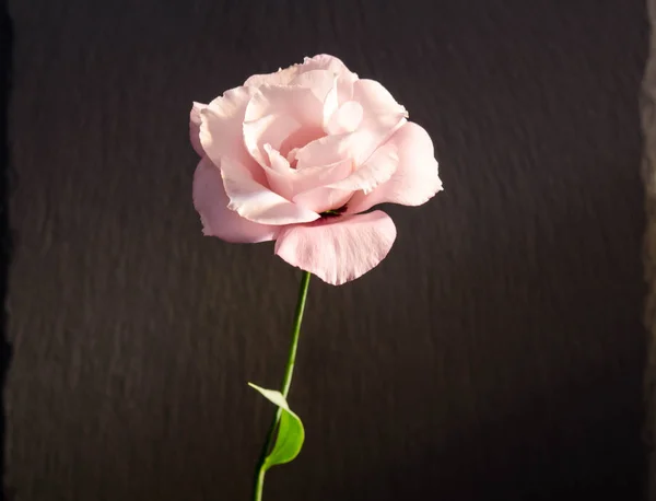 Hermosa flor de eustoma único (rosa) sobre fondo oscuro — Foto de Stock