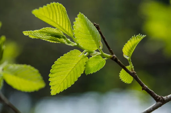 Green leaves on a tree — Stock Photo, Image