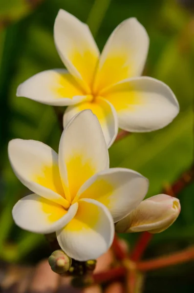 Krásné bílé květy na pozadí přírody. Jaro — Stock fotografie