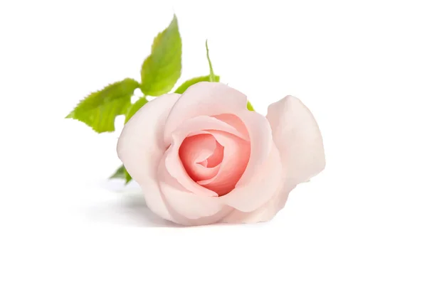 Hermoso brote de rosa aislado sobre fondo blanco —  Fotos de Stock