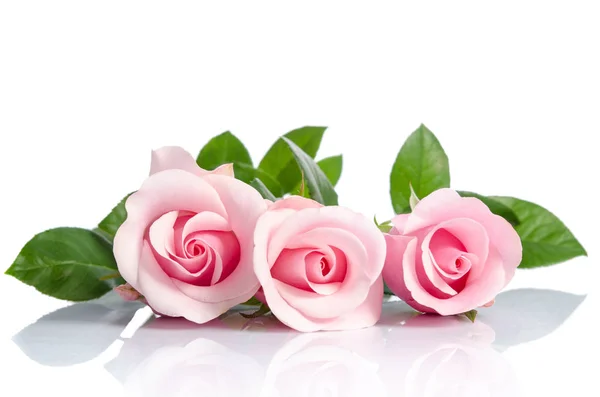 Bouquet di belle rose rosa sdraiato su sfondo bianco — Foto Stock