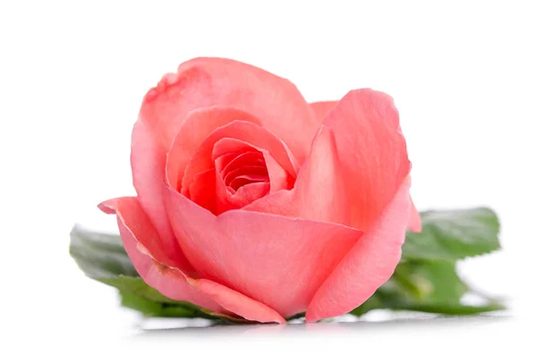 单芽的孤立的白色背景上的粉红玫瑰 — 图库照片