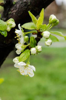 bir bahçe beyaz kiraz ağacı çiçeği