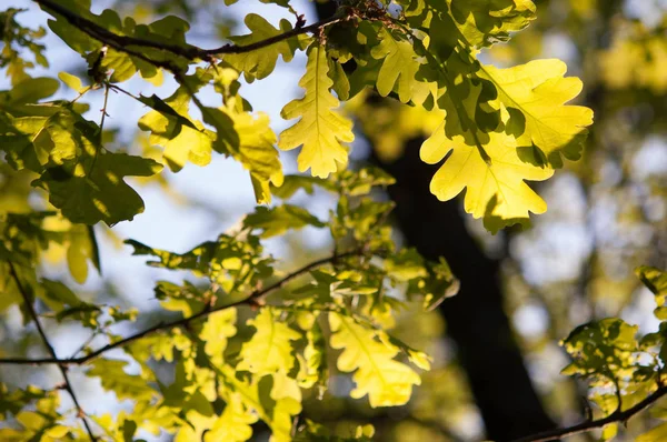 Groene bladeren op een boom — Stockfoto