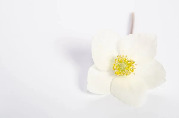 Fiore unico bello sul tavolo con spazio vuoto per il testo — Foto Stock