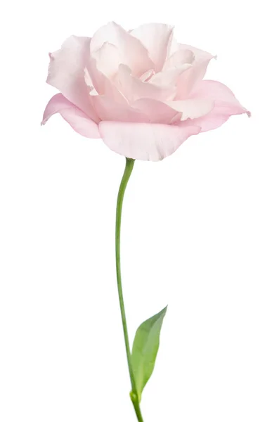 Schöne Eustoma-Blume isoliert auf weißem Hintergrund — Stockfoto
