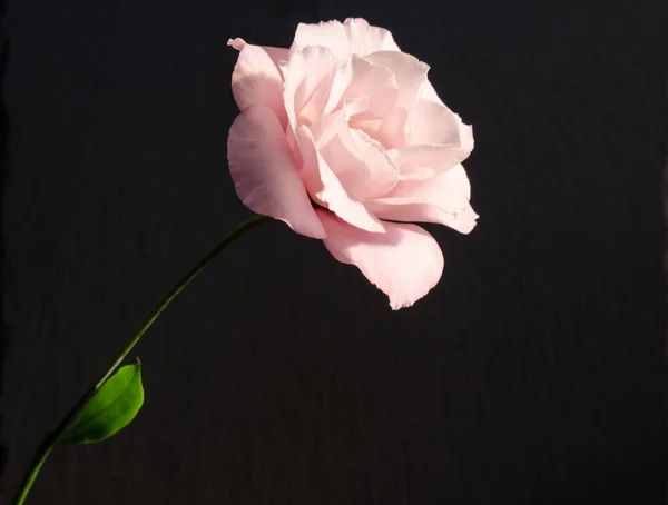 Όμορφη eustoma ενιαίο λουλουδιών (τριαντάφυλλο) σε σκούρο φόντο — Φωτογραφία Αρχείου