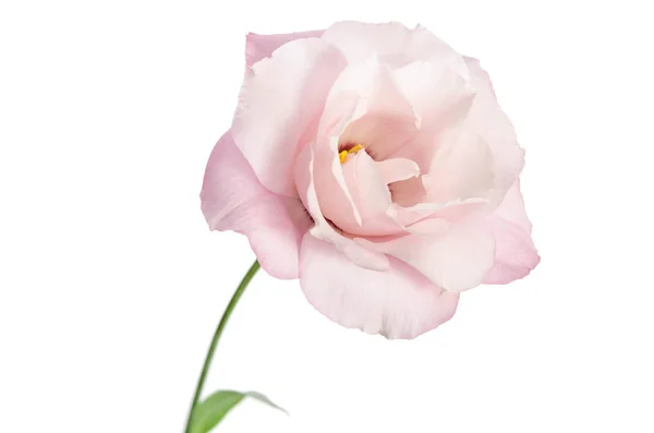 Belle fleur d'eustomie isolée sur fond blanc — Photo