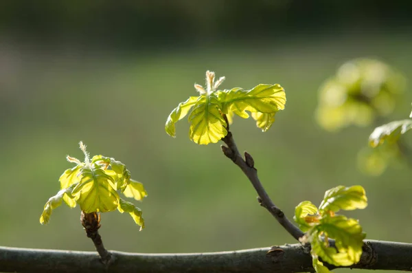 Green leaves on a tree — Stock Photo, Image