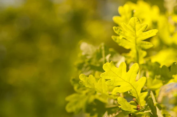 Hojas verdes en un árbol — Foto de Stock