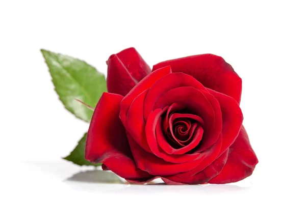 红玫瑰的花蕾 — 图库照片