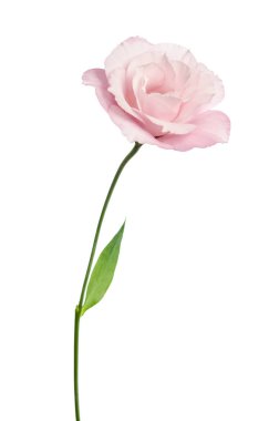 Güzel Eustoma çiçeği beyaz arkaplanda izole edilmiş.