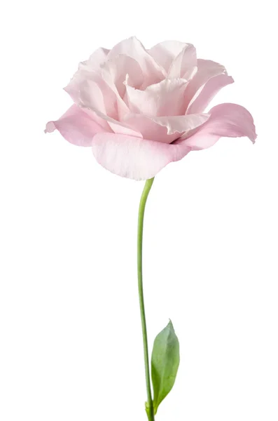 Güzel Eustoma çiçeği beyaz arkaplanda izole edilmiş. — Stok fotoğraf