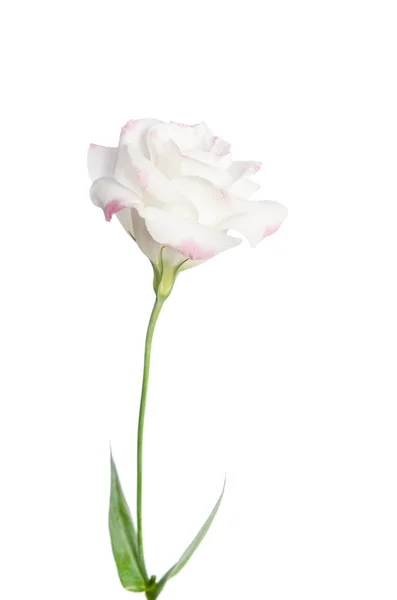 Beautiful Eustoma flower isolated on white background — Stock Photo, Image