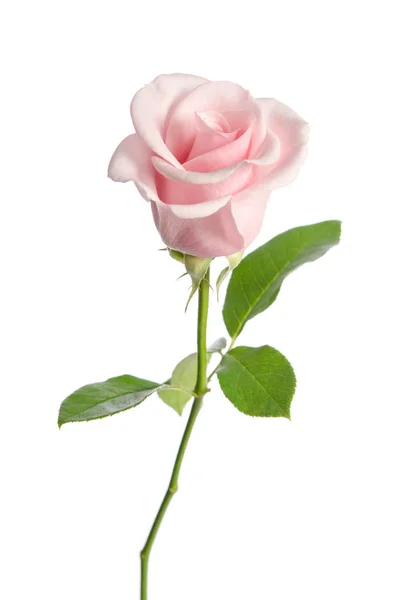Één roze roos geïsoleerd op witte achtergrond — Stockfoto