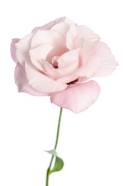 Güzel Eustoma çiçeği beyaz arkaplanda izole edilmiş.