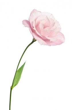 Güzel Eustoma çiçeği beyaz arkaplanda izole edilmiş.