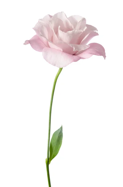 Όμορφο λουλούδι eustoma απομονώνονται σε λευκό φόντο — Φωτογραφία Αρχείου