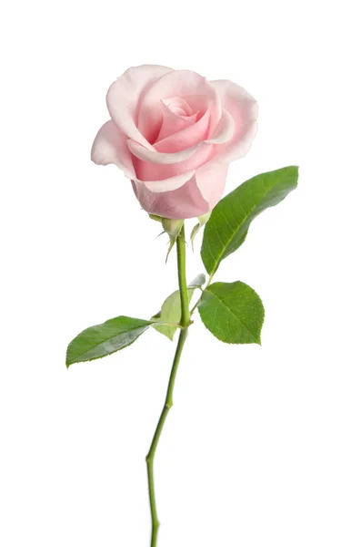 Ενιαία ροζ τριαντάφυλλο που απομονώνονται σε λευκό φόντο — Φωτογραφία Αρχείου