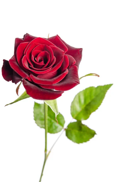 Único rosa vermelha isolada no fundo branco — Fotografia de Stock