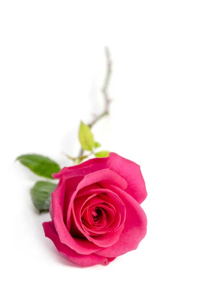 Single red rose lies isolated on white background — Stock Photo, Image