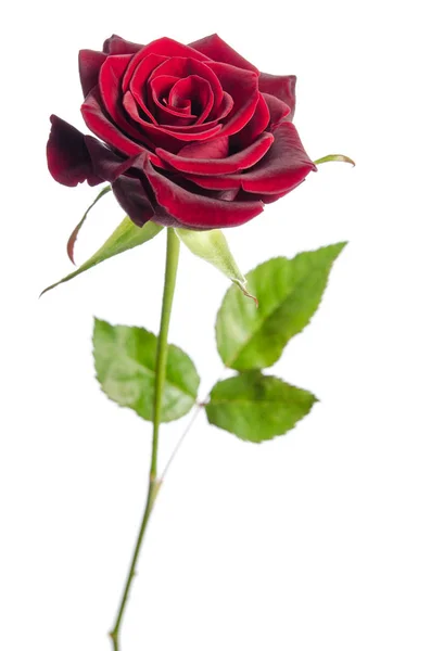 Einzelne rote Rose isoliert auf weißem Hintergrund — Stockfoto