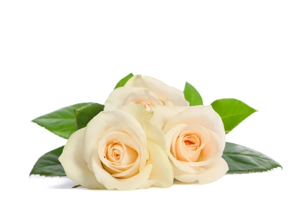 Beauty bouquet from white roses lies isolated on white backgroun — Stock Photo, Image