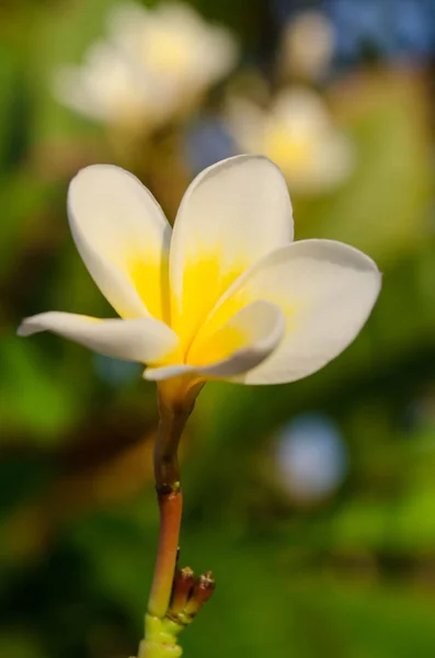 Lente bloemen achtergrond met witte magnolia bloemen in zonnige dag — Stockfoto