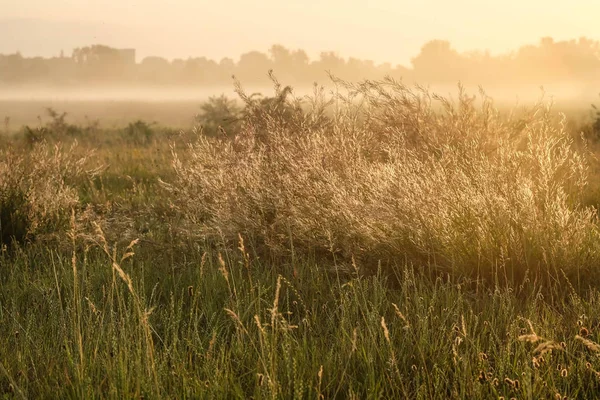 Dawn Wild Field Beautiful Landscape Sunrise — Stock Photo, Image