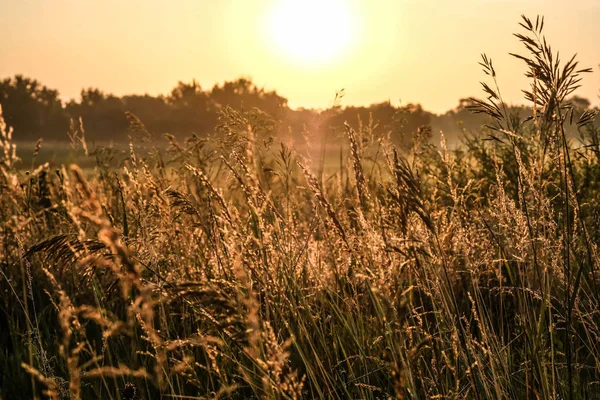 小麦畑の夜明け日の出の美しい風景 — ストック写真
