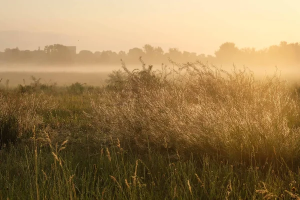 野生の畑で夜明け 日の出の美しい風景 — ストック写真
