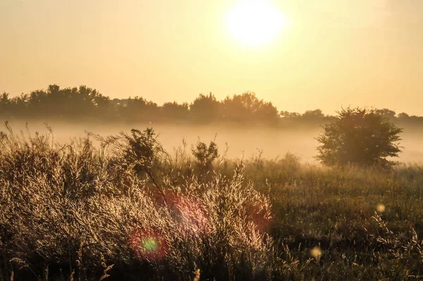 Úsvit Divokém Poli Krásná Krajina Při Východu Slunce — Stock fotografie