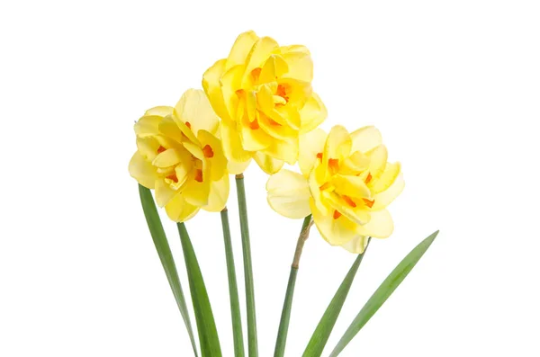Bouquet di narcisi gialli isolati su sfondo bianco — Foto Stock
