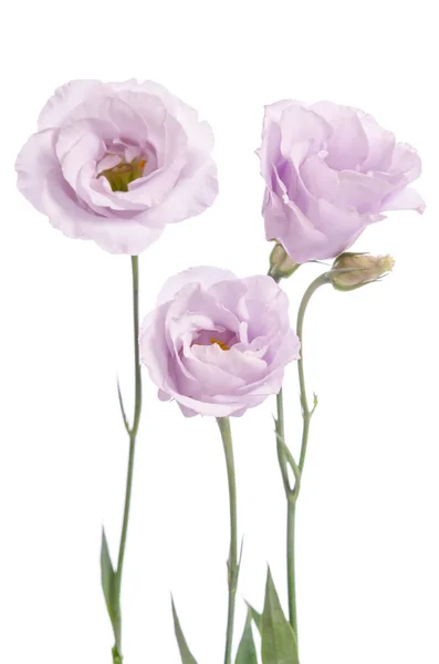 Hermosas flores de eustoma violeta pálido aisladas en el fondo blanco — Foto de Stock