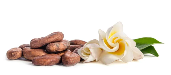 Piękne kwiaty i ziarna kakao izolowane na białym tle — Zdjęcie stockowe