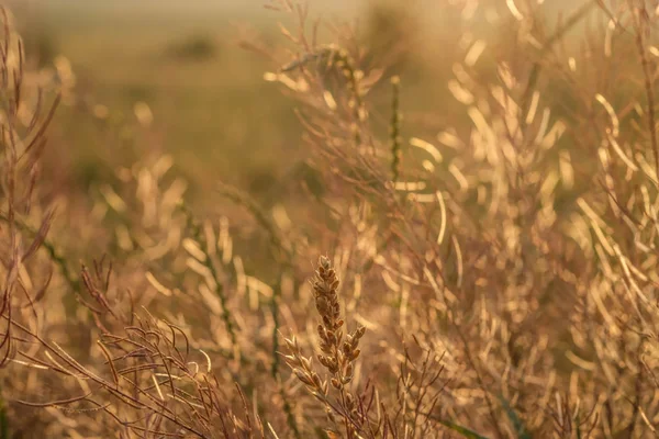 Spikelets Wild Fild Sunrise Wildplants Shine Morning Sunlight — Stock Photo, Image