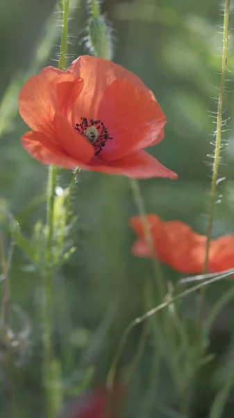 Hermosas amapolas rojas en el prado de primavera de cerca —  Fotos de Stock