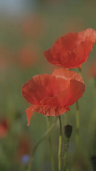 Rode papaver in de lente weide — Stockfoto