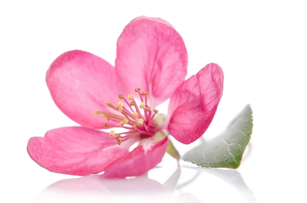 Hermosa flor rosa aislada sobre fondo blanco —  Fotos de Stock
