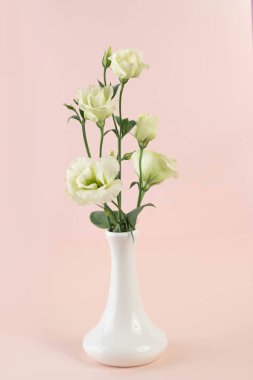 Güzel Eustoma çiçeği, ~ Hindistan gülü