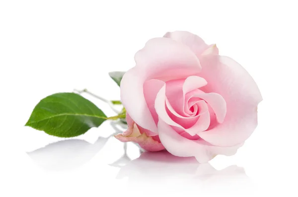 孤立在白色背景上的单个粉红玫瑰 — 图库照片