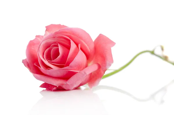 Bella rosa rosa singola sdraiata su uno sfondo bianco — Foto Stock